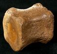 Hadrosaur Caudal (Tail) Vertebra - Two Medicine Formation #17666-1